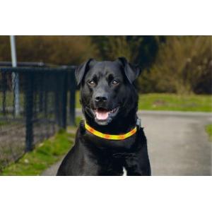 Afbeelding Veiligheidshalsband geel met led door Huisdierexpress.nl